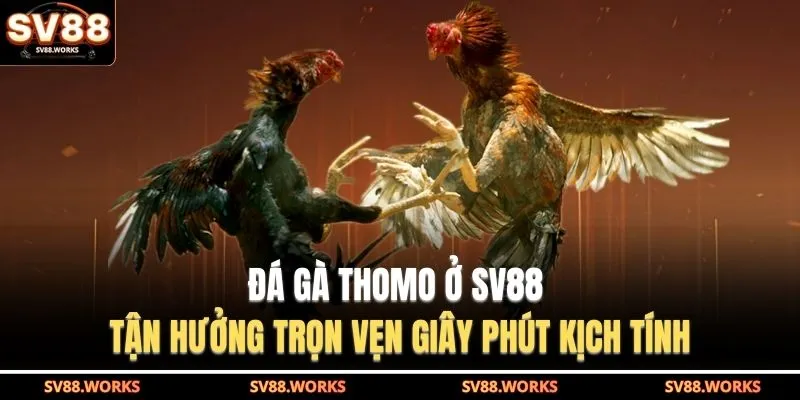 Đá gà Thomo